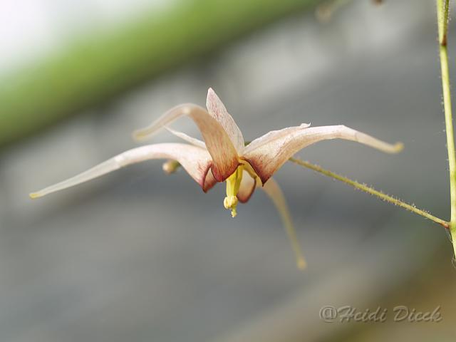 Epimedium latisepalum.JPG